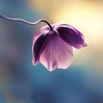 澳门网上黄金城手机app下载