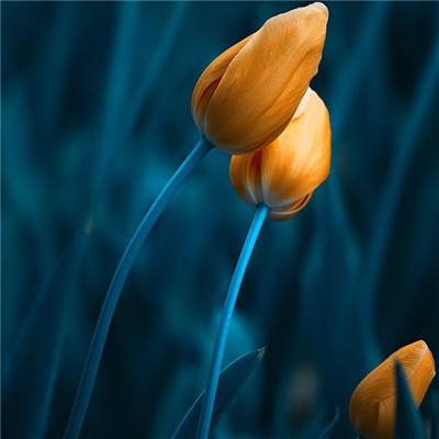 狗万官网手机app下载